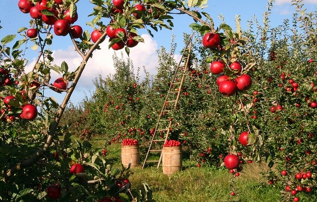 Comment réussir la création  d’une exploitation agricole ?